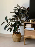 Rubber Big Plant in Basket