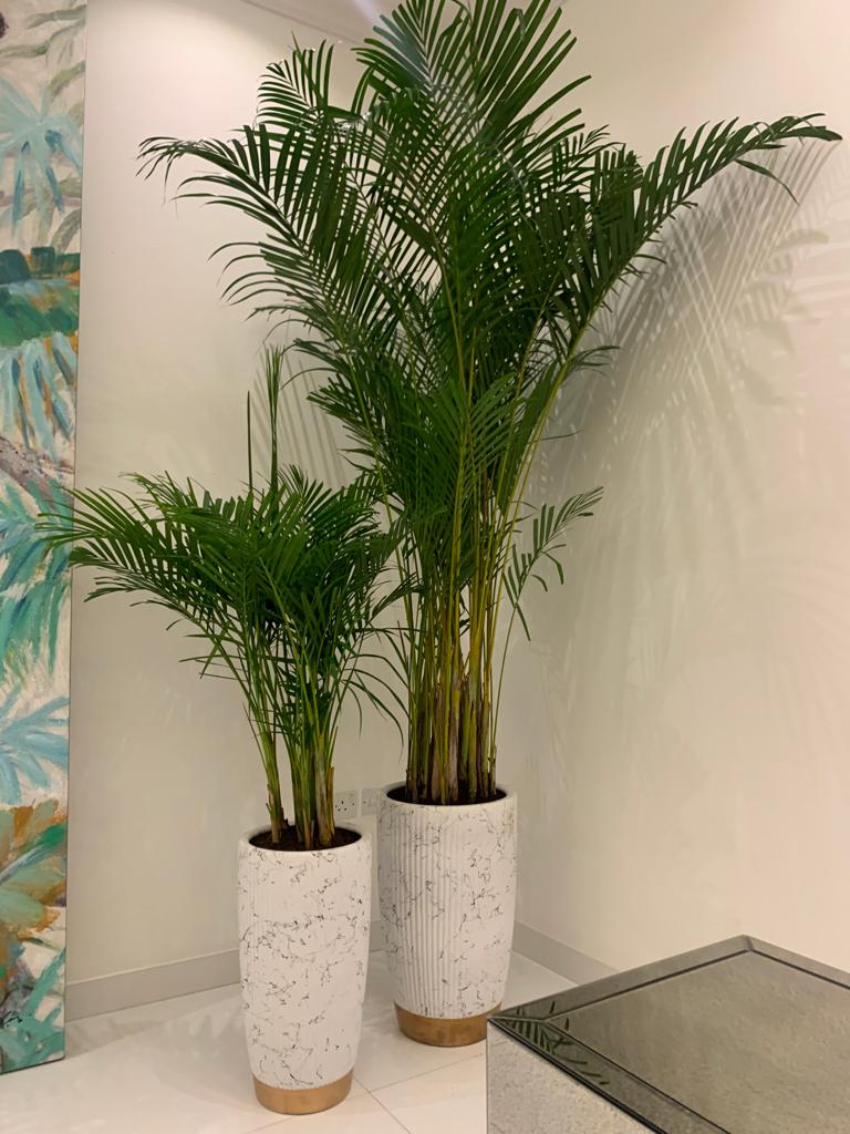 Office Plant Areca bundle in white gold