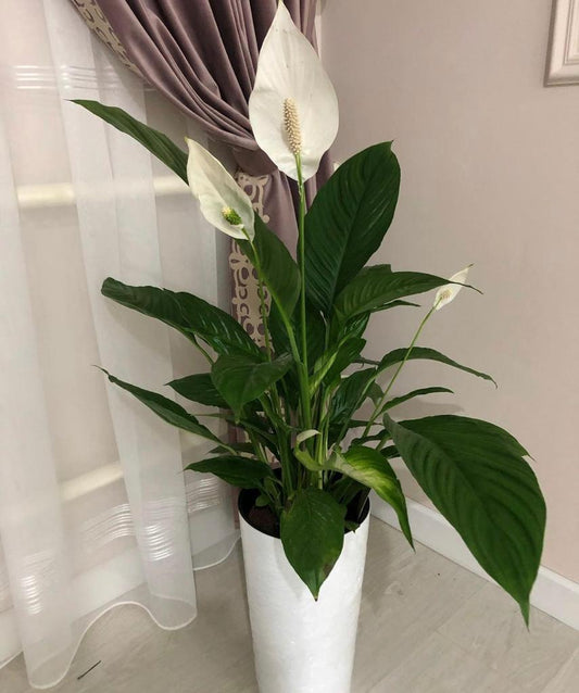 Peace lily Big (with flowers)