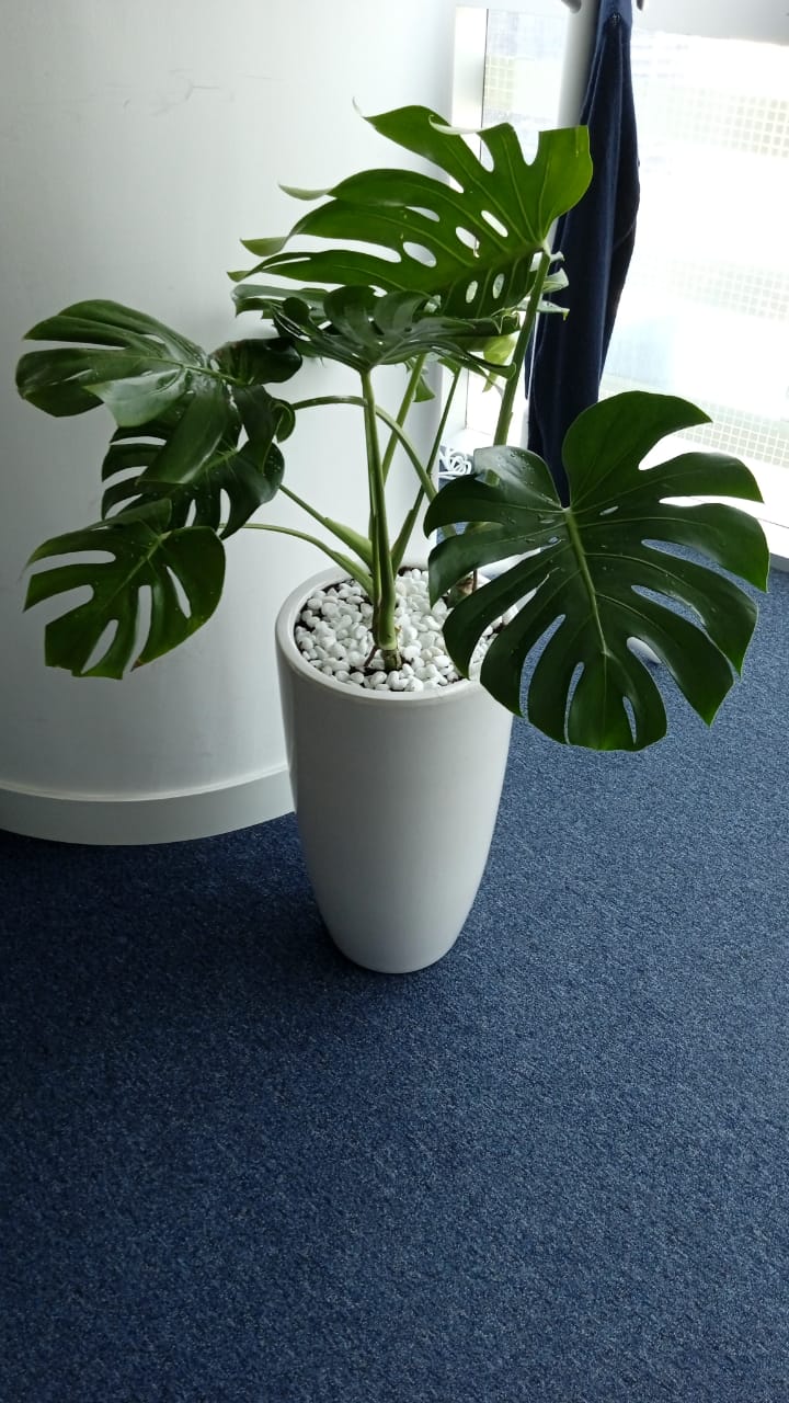 Big Monstera  ( 130cm to 140cm )