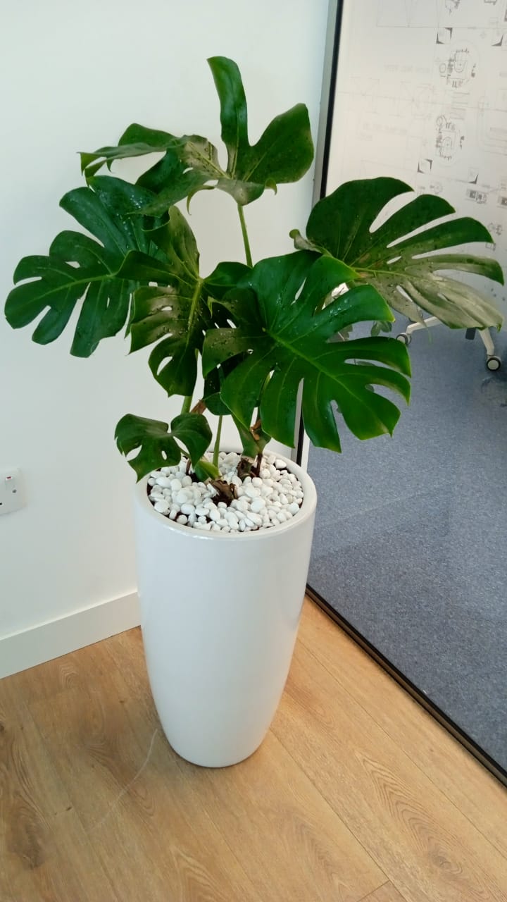 Big Monstera  ( 130cm to 140cm )