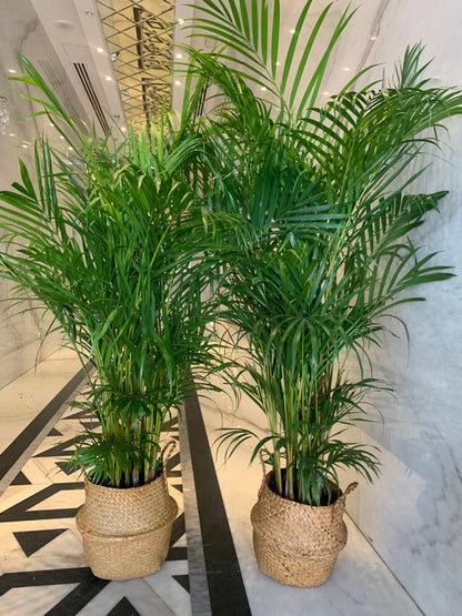 Areca Medium Bundle in basket