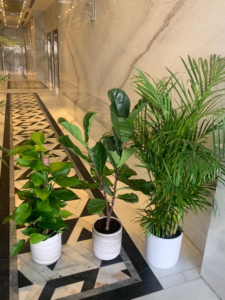 Office Plants Bundle 3 Plants WOW