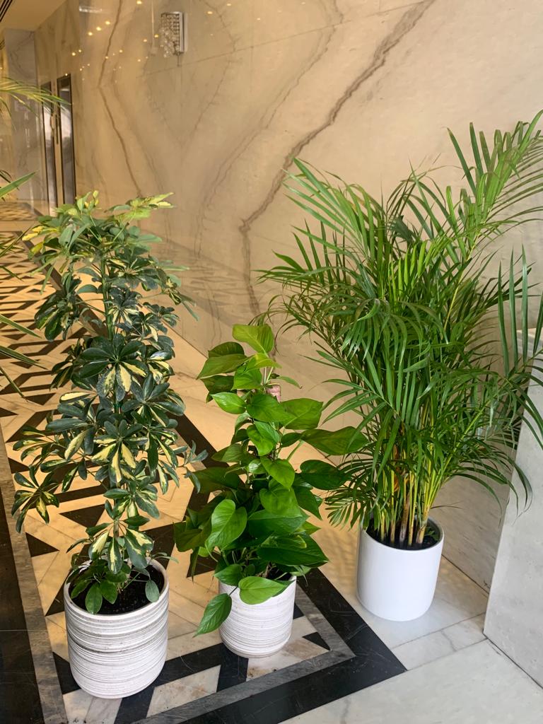 AA Office Plant Bundle 3plants