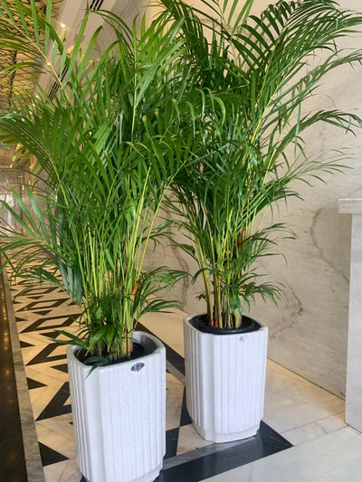 Office Plants Areca Medium Bundle (2pc) on Square White
