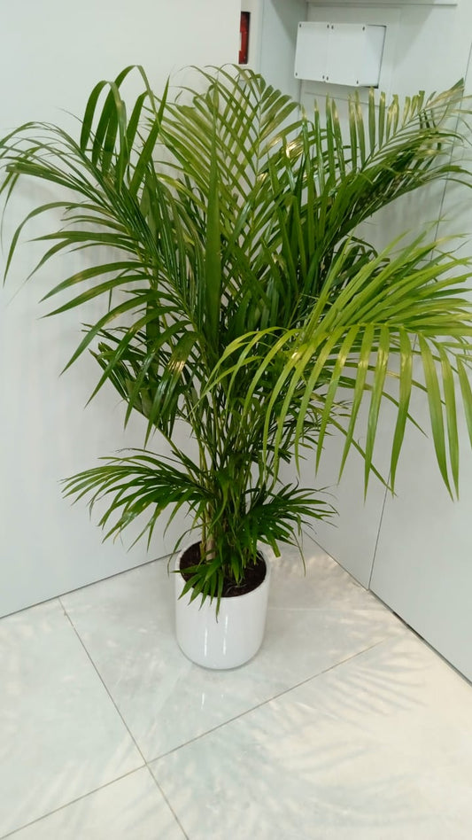 Areca Palm
