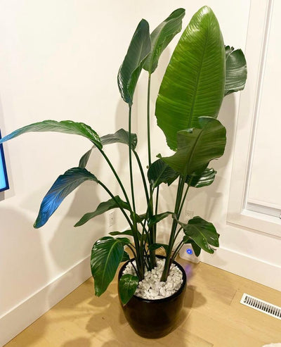 Bird of Paradise in Black pot PROMO