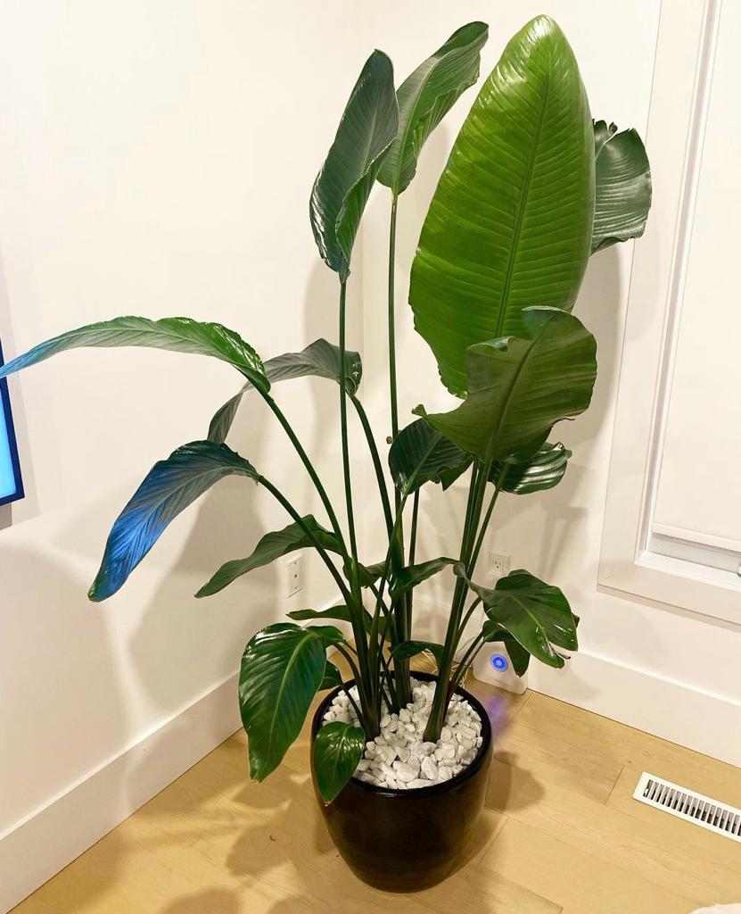 Bird of Paradise in Black pot PROMO