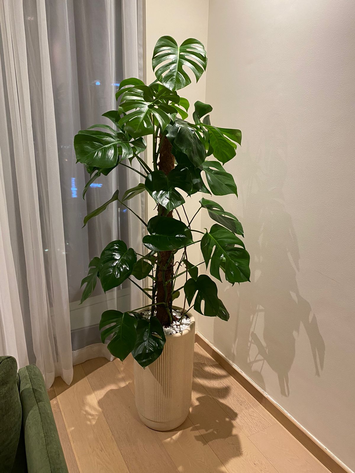 Office Plant Monstera Big ( 150cm to 160cm )