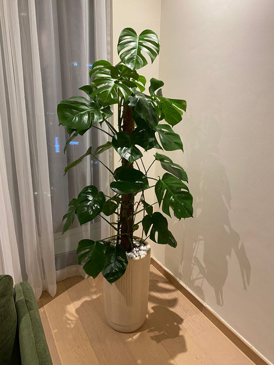 Office Plant Big Monstera XXL