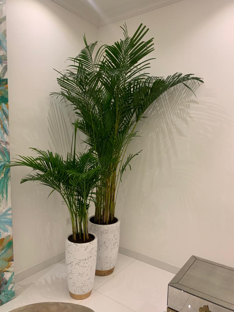 Office Plant Areca bundle in white gold