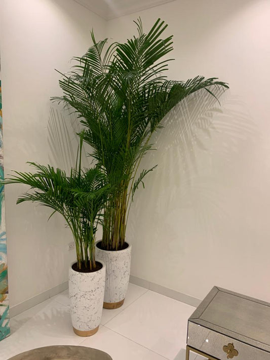 Office Plant Areca bundle in white gold