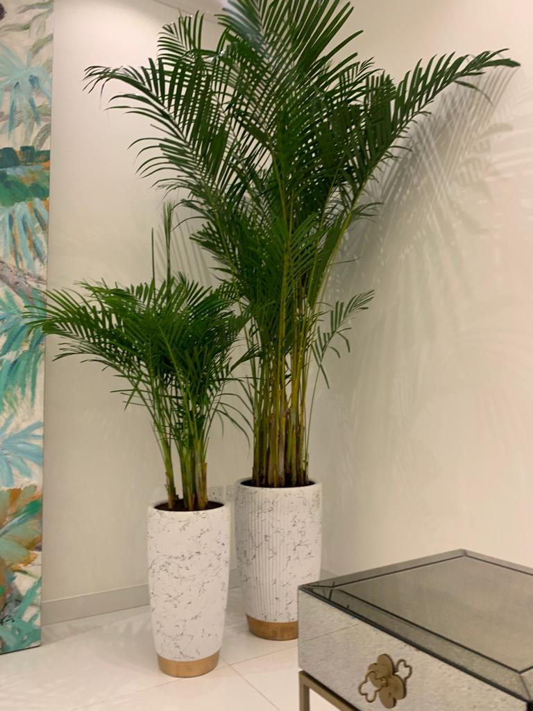 Office Plant Areca bundle in white gold