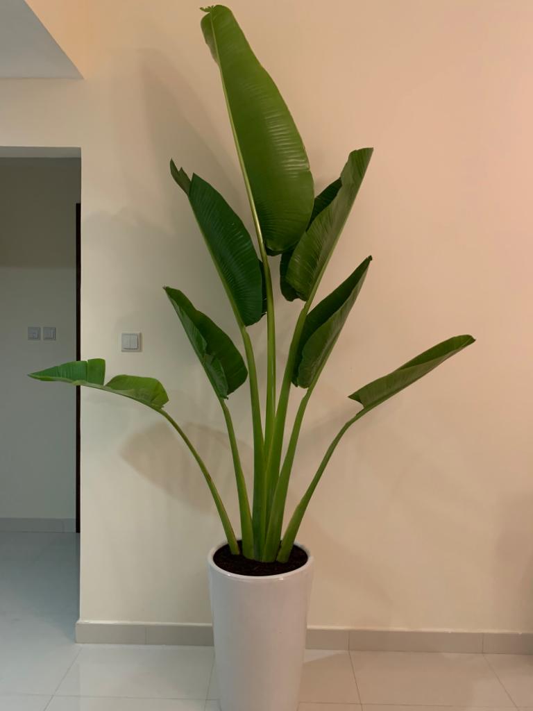 Office Plant Travellers Palm Big 3m
