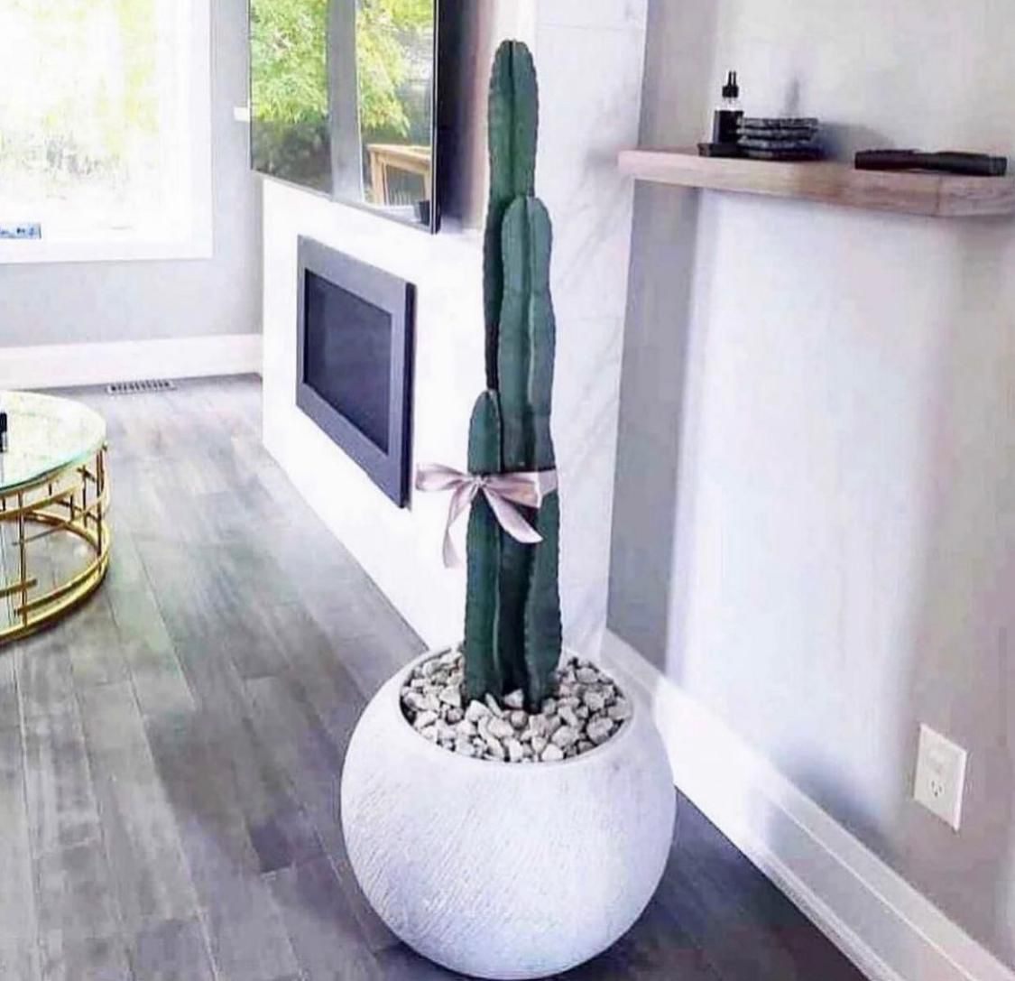 Premium Cactus XL Holland