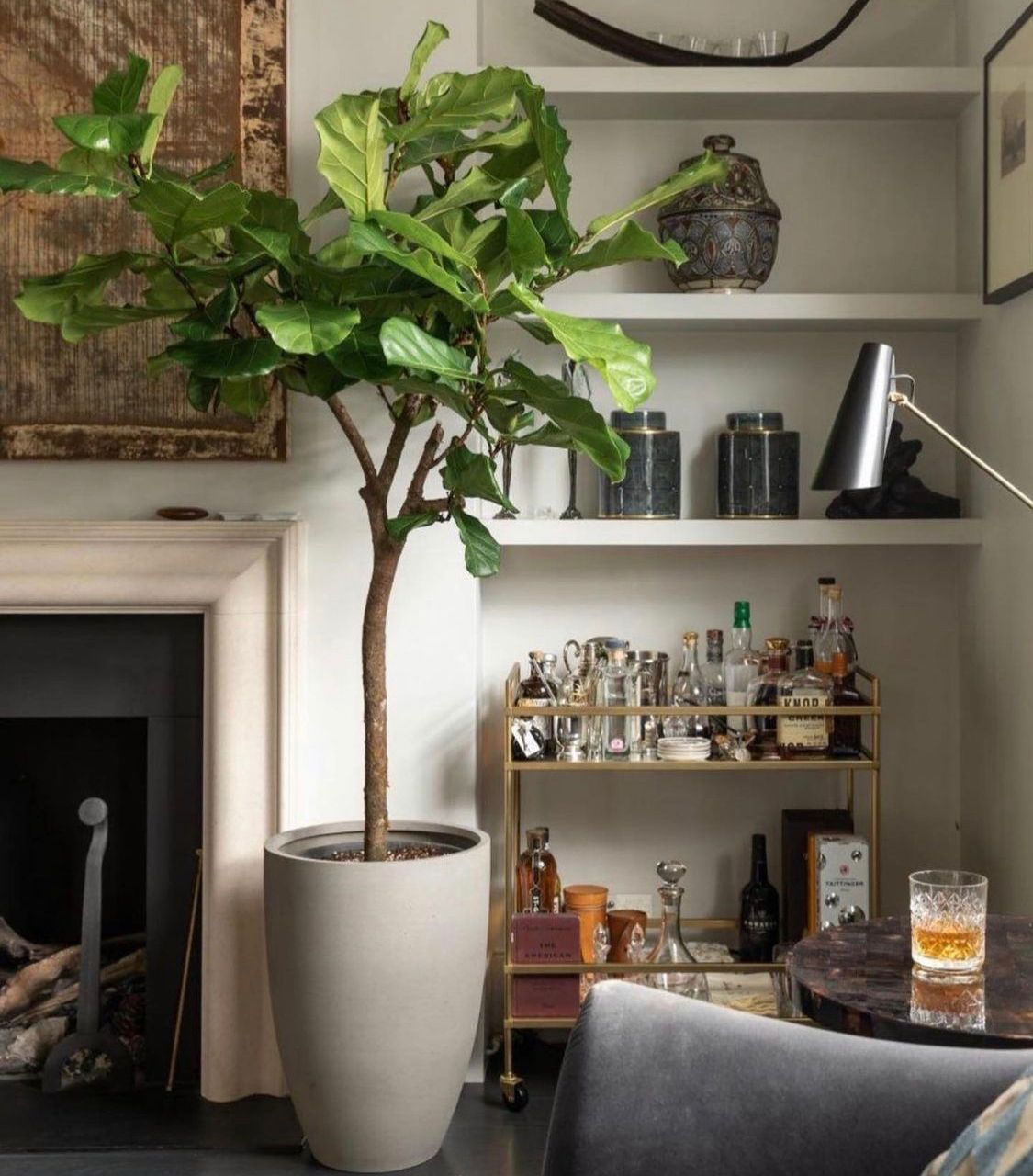 Fiddle Premium in matte fiber pot