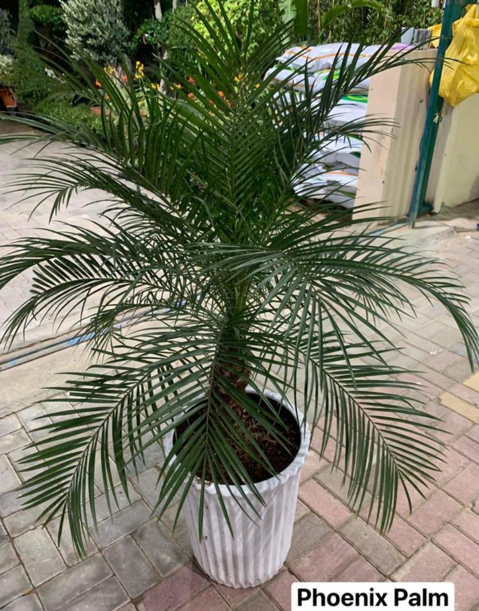 Outdoor Phoenix Palm