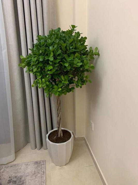 Twisted Ficus