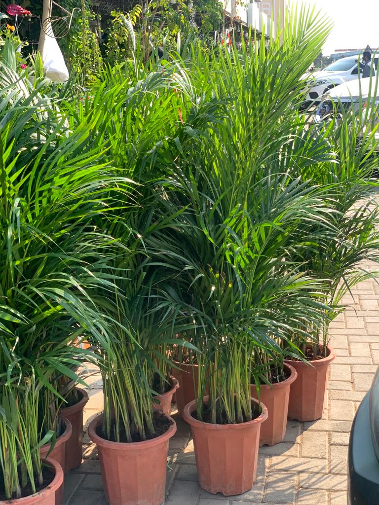 99DH WOW Areca 130cm NEW