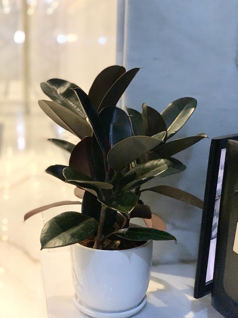 table plant