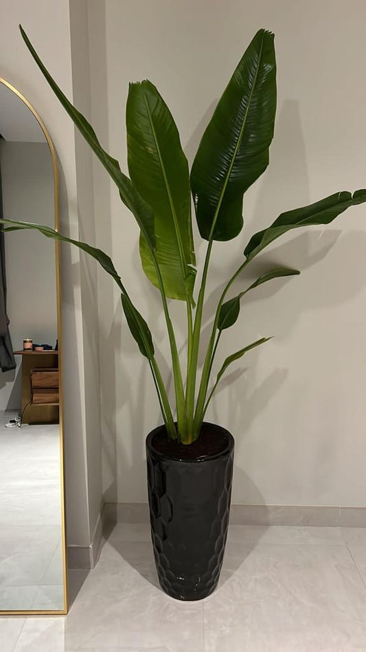 Travellers Palm Medium in black