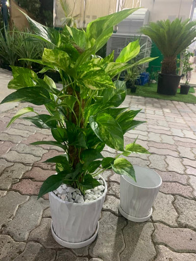 Money Plant Golden Pothos
