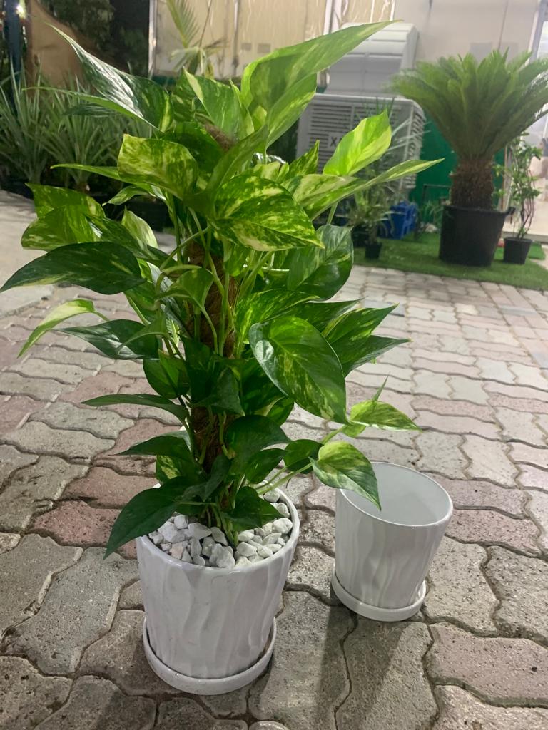 Money Plant Golden Pothos