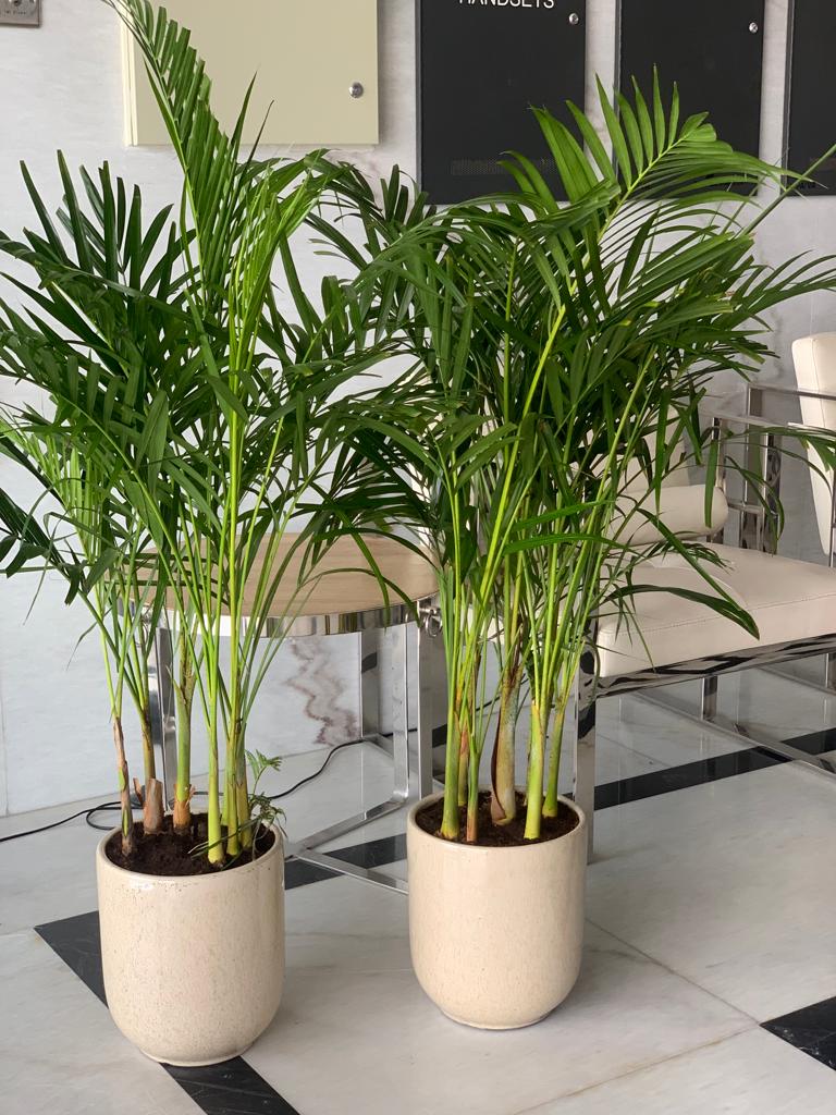 Twin Areca Bundle