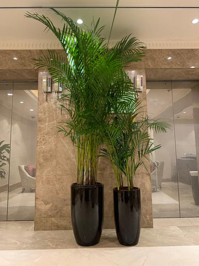 Areca Palm Bundle of 2 (Big and Medium)