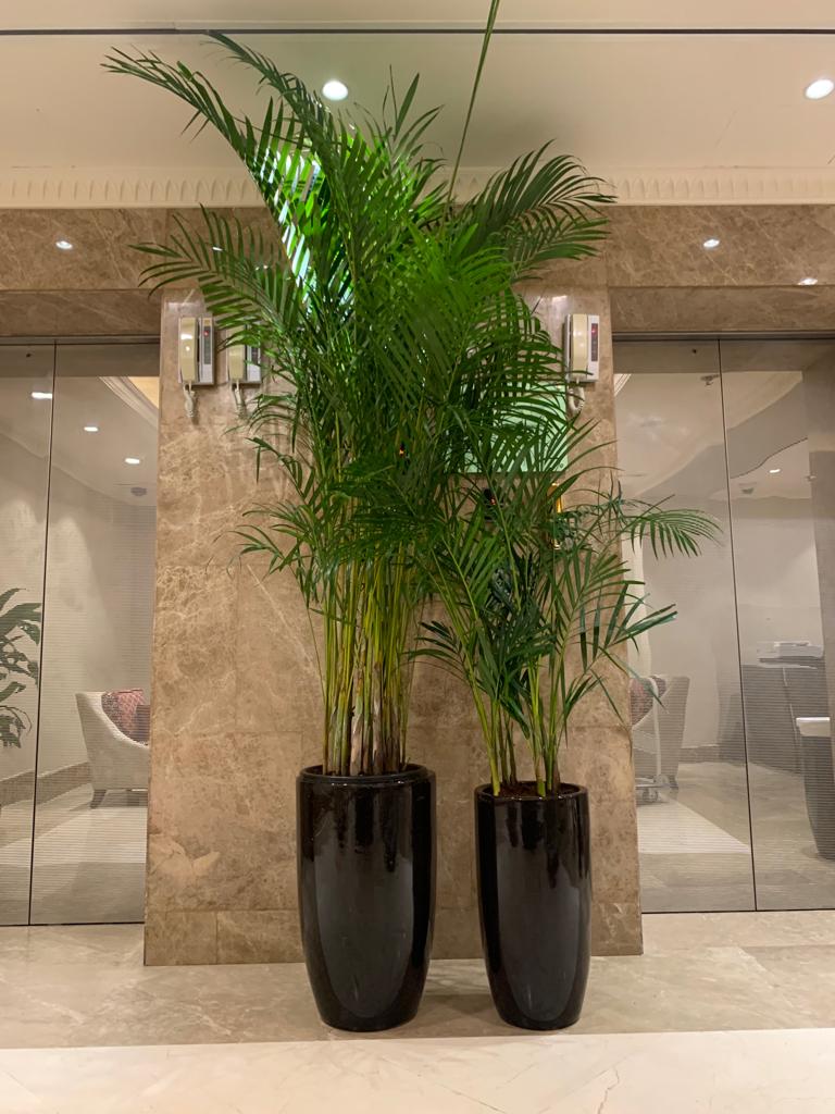 Areca Palm Bundle of 2 (Big and Medium)