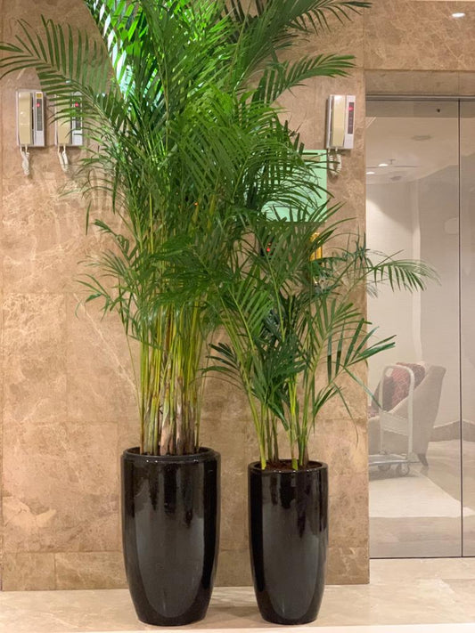 Office Plant Areca Palm Bundle of 2 (Big and Medium)