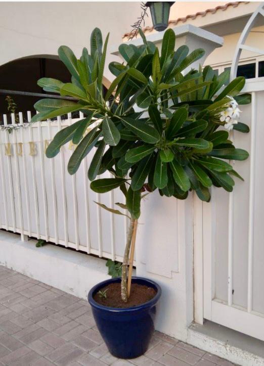 XXL Frangipani outdoor