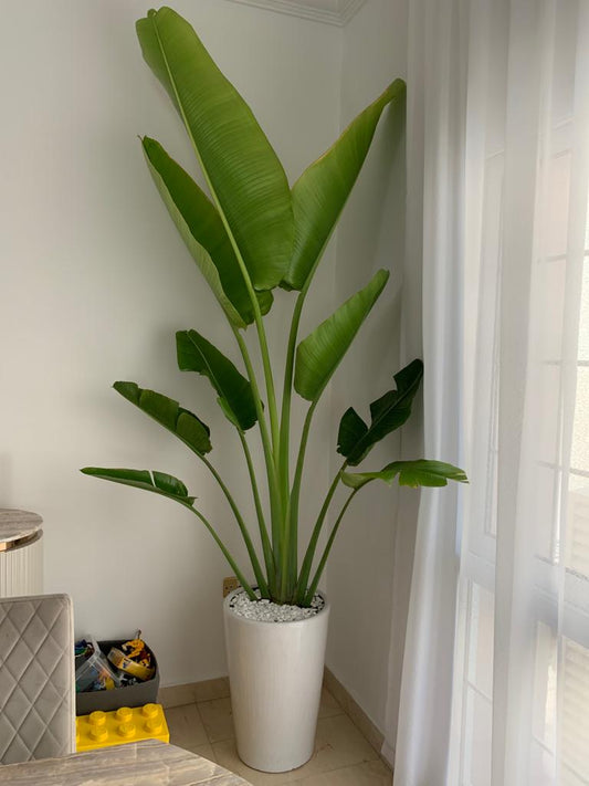 Office Plant Travellers Palm 3m