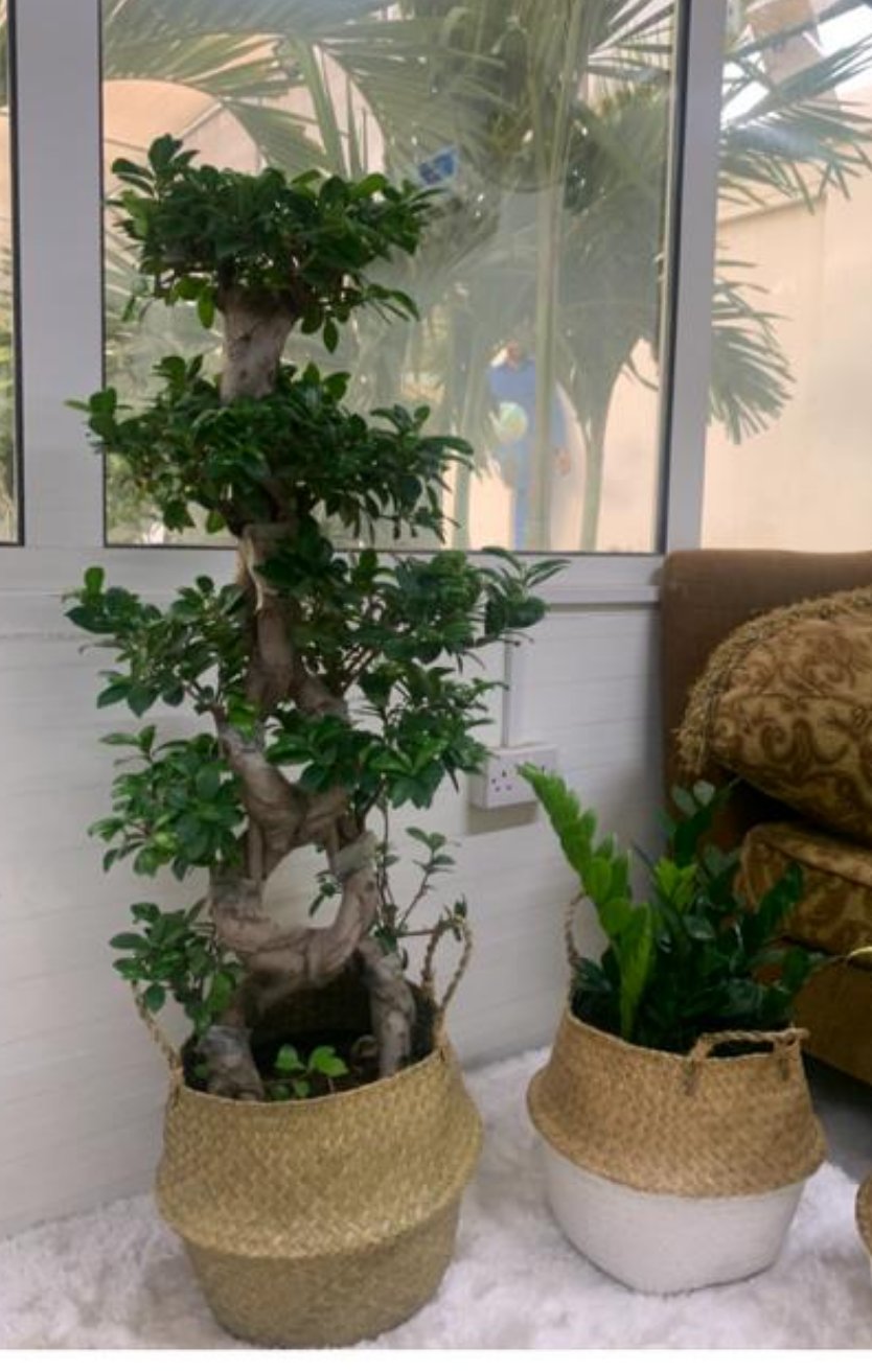 Bonsai 15yr Old in basket