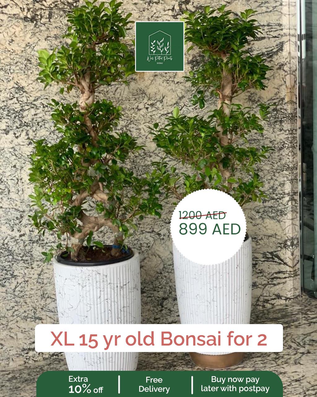 Bonsai large 15 to 20 yr old bundle