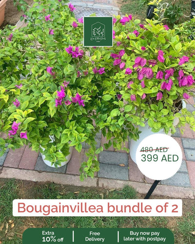 Outdoor Plants Bougainvillea bushy bundle