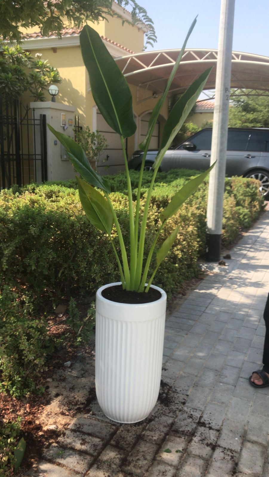 Travellers Palm medium in white