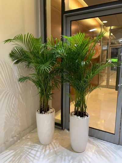Office Plants Areca Medium (2pc) Bundle