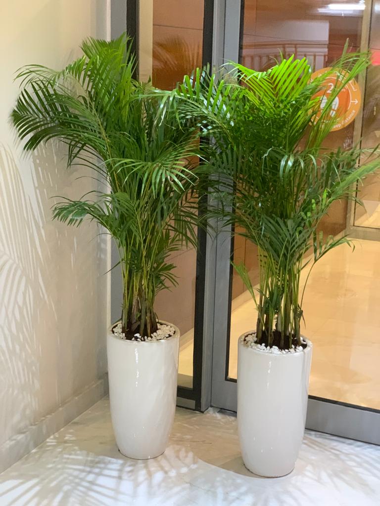 Office Plant Areca Medium (2pc) Bundle