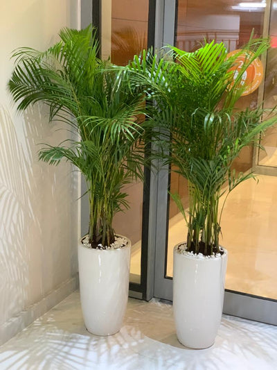 Office Plants Areca Medium (2pc) Bundle