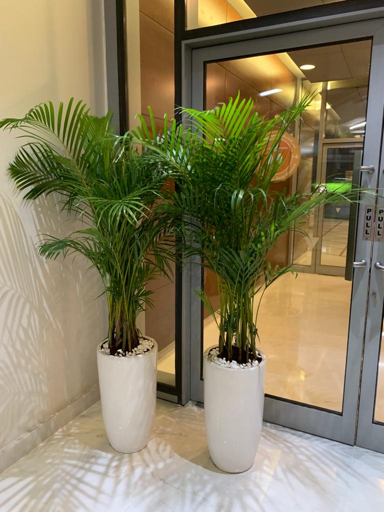 Office Plant Areca Medium (2pc) Bundle