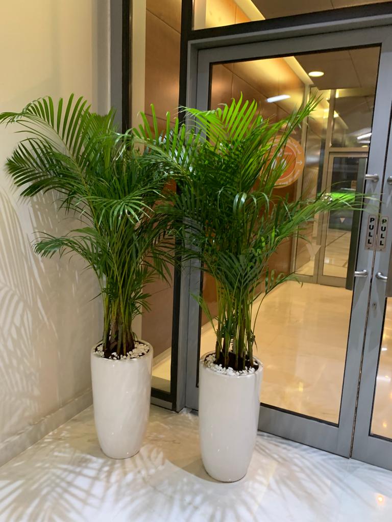 Office Plants Areca Medium (2pc) Bundle
