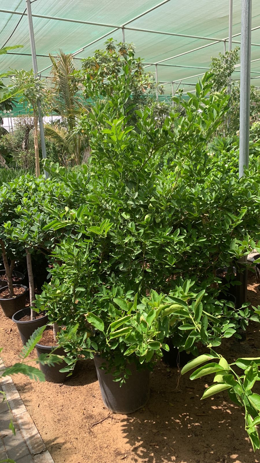 Lemon Tree Promo BIG Ramadan Offer