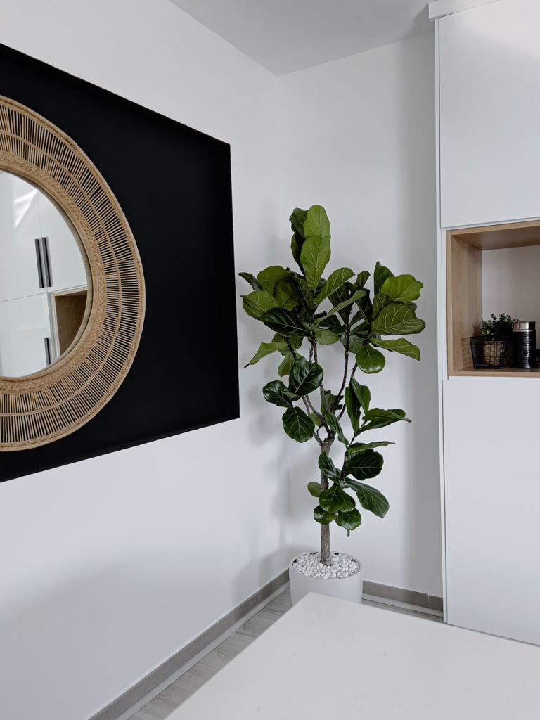 Fiddle Big  in white pot|160-180cm