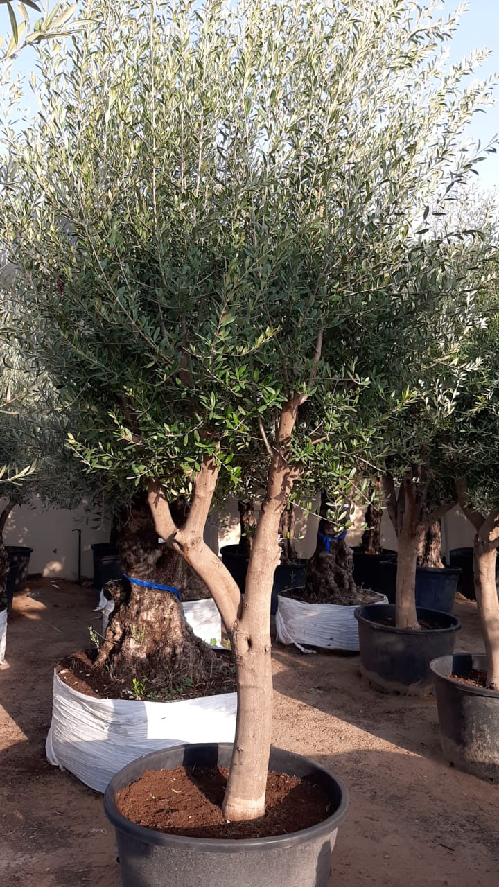 XL Aged Olive Multiple Trunk