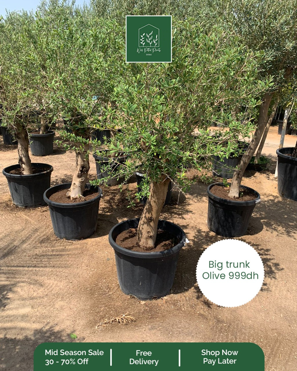 OLIVE Big Trunk PROMO