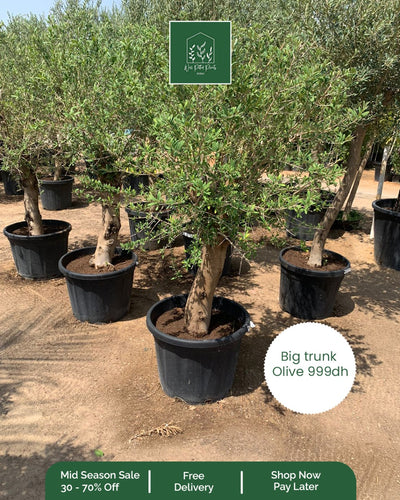 OLIVE Big Trunk PROMO