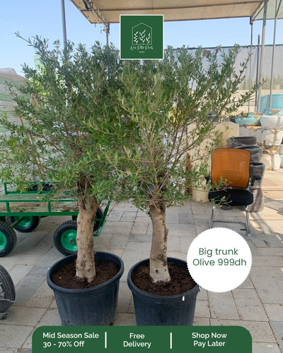 OLIVE Big Trunk PROMO