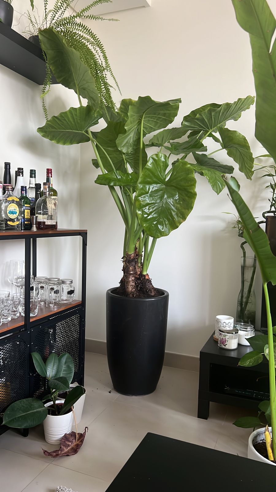 Taro Big (Rare Plant)