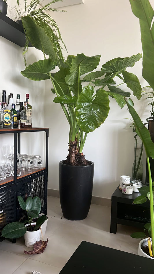 Office Plant Giant Taro